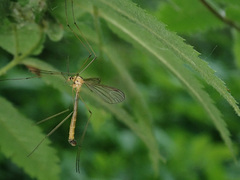 Cylindrotoma distinctissima