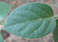 Alternanthera