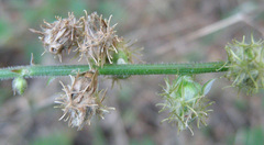 Alternanthera