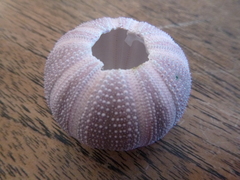 Amblypneustes elevatus