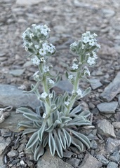 Oreocarya hoffmannii