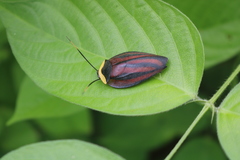Rochaina metae