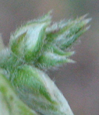 Alternanthera