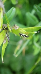 Grypocoris stysi
