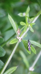 Grypocoris stysi