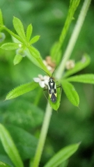 Grypocoris stysi