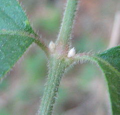 Alternanthera