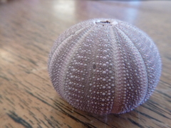 Amblypneustes elevatus