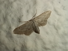 Idaea longaria