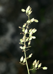 Heuchera longiflora
