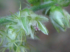 Alternanthera