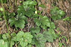 Heuchera longiflora
