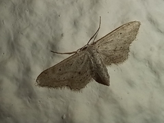 Idaea longaria