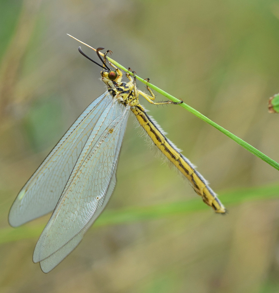 Myrmecaelurus trigrammus