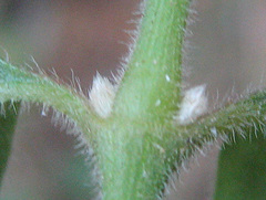 Alternanthera