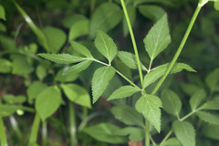 Zizia trifoliata