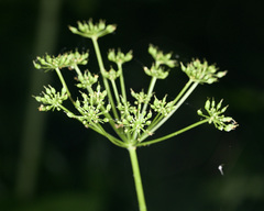 Zizia trifoliata