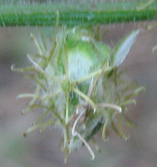 Alternanthera