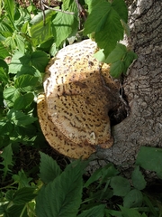 Cerioporus squamosus