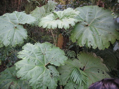 Gunnera mexicana
