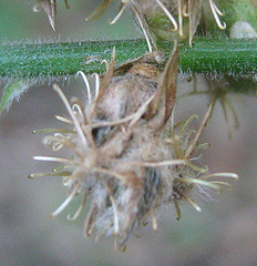Alternanthera