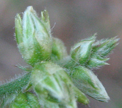 Alternanthera