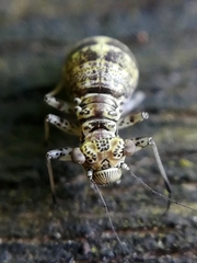 Mesopsocus immunis