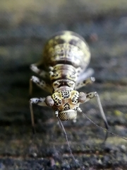 Mesopsocus immunis