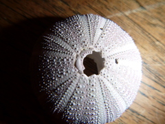 Amblypneustes elevatus