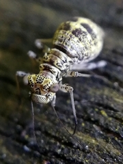 Mesopsocus immunis
