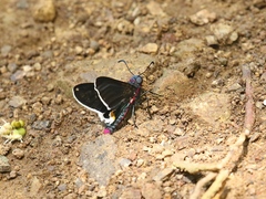 Mysoria barcastus