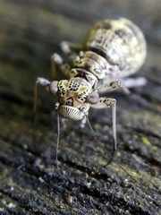 Mesopsocus immunis