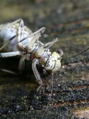 Mesopsocus immunis