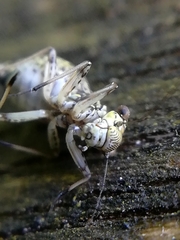 Mesopsocus immunis
