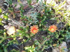 Malephora uitenhagensis