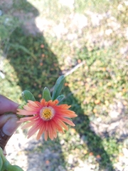 Malephora uitenhagensis