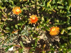 Malephora uitenhagensis