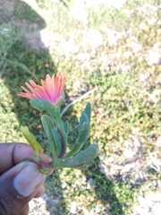 Malephora uitenhagensis