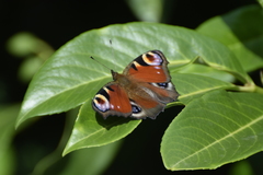 Aglais io
