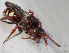 Nomada alboguttata