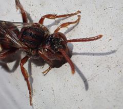 Nomada alboguttata