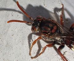Nomada alboguttata