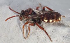 Nomada alboguttata