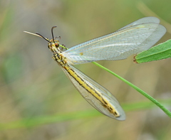 Myrmecaelurus trigrammus