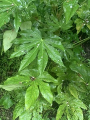 Fatsia