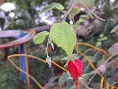 Abutilon reflexum