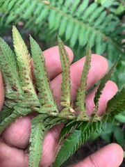 Polystichum californicum × munitum