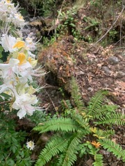 Polystichum californicum × munitum