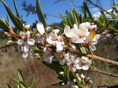 Trembleya parviflora