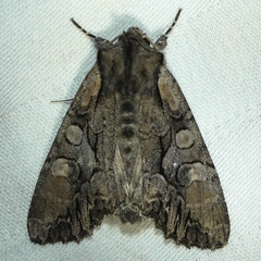 Lacanobia subjuncta